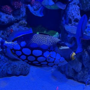 clown triggerfish (balistoides conspicillum) - BX Sea