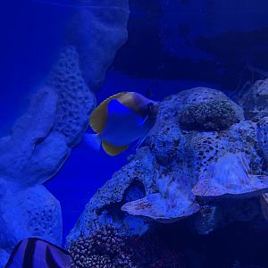pyramid butterflyfish (hemitaurichthys polylepis) (1) - BX Sea