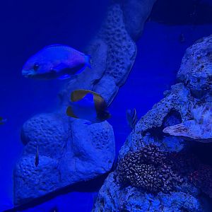 pyramid butterflyfish (hemitaurichthys polylepis) (2) - BX Sea