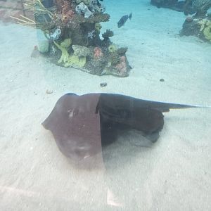 Southern Stingray?
