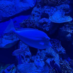 bluespine unicornfish (naso unicornis) - BX Sea