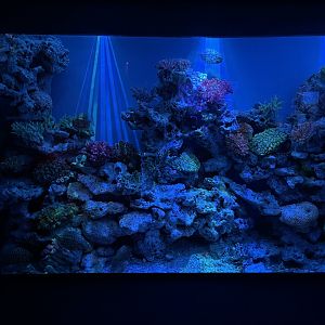 japanese pineapplefish (monocentris japonica) exhibit - BX Sea