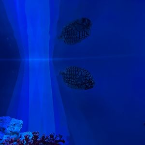 japanese pineapplefish (monocentris japonica) (1) - BX Sea