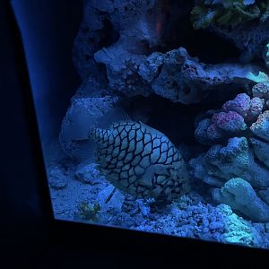 japanese pineapplefish (monocentris japonica) (2) - BX Sea