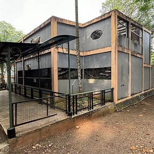 Binturong Exhibit #2