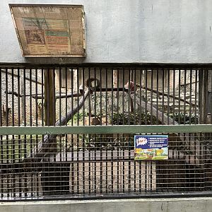 Binturong Exhibit #2