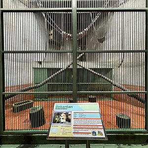 Proboscis Monkey Exhibit