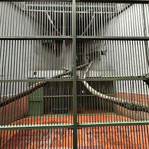 East Javan Langur Exhibit #1