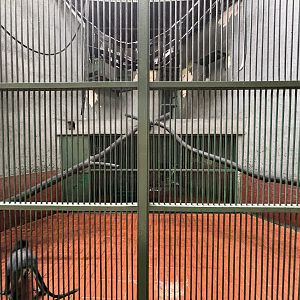 Javan Surili Exhibit #1