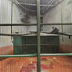 East Javan Langur Exhibit #2