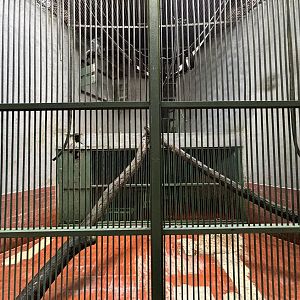 Silvery Lutung Exhibit #1