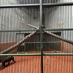 Heck’s Macaque Exhibit #1