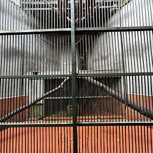 East Javan Langur Exhibit #3