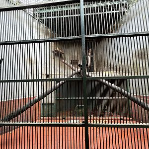 Heck’s Macaque Exhibit #2