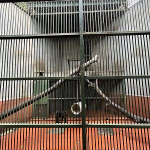 Tonkean Macaque Exhibit #1