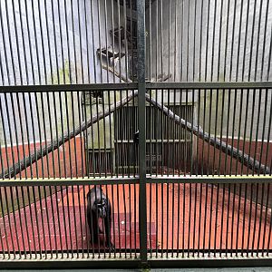 Gorontalo Macaque Exhibit