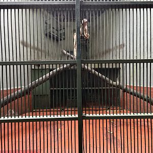 Southern Pig-tailed Macaque Exhibit #1