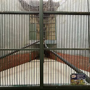 Silvery Lutung Exhibit #2