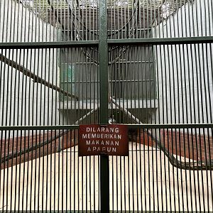 Southern Pig-tailed Macaque Exhibit #2