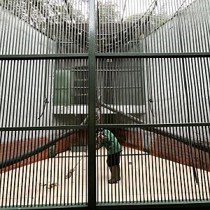 East Javan Langur Exhibit #4