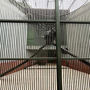 Tonkean Macaque Exhibit #2