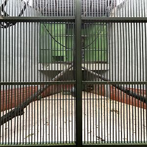 Silvery Gibbon Exhibit #1