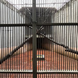 East Javan Langur Exhibit #5