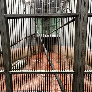 Silvery Lutung Exhibit #3