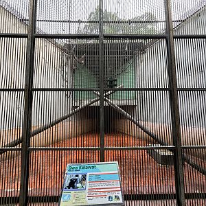 Muller’s Gibbon Exhibit