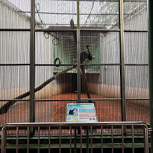 Agile Gibbon Exhibit #2