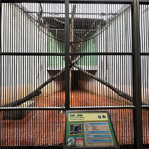 Silvery Gibbon Exhibit #2