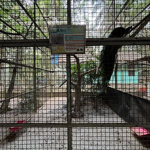 Indian Peafowl Aviary