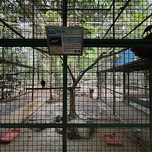 Silver Pheasant Aviary
