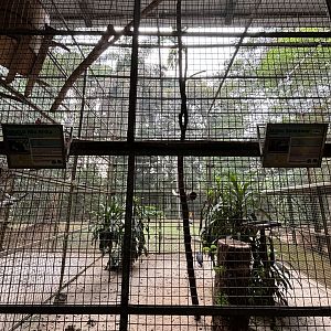 Maleo + African Grey Parrot Aviary
