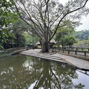 Pygmy Hippo Exhibit #1