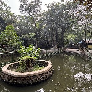 Pygmy Hippo Exhibit #2