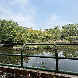 Common Hippo Exhibit
