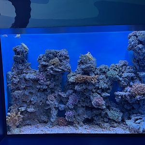 longhorn cowfish (lactoria cornuta) exhibit - BX Sea