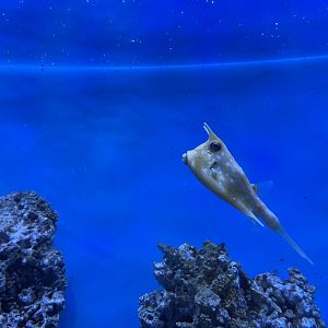 longhorn cowfish (lactoria cornuta) - BX Sea