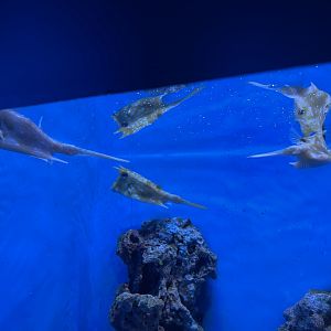 a group of longhorn cowfishes (lactoria cornuta) - BX Sea