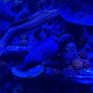 giant moray (gymnothorax javanicus) & laced moray (gymnothorax favagineus) - BX Sea