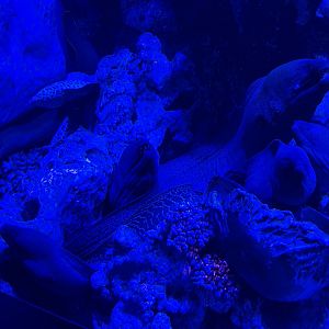 a group of giant morays (gymnothorax javanicus) - BX Sea