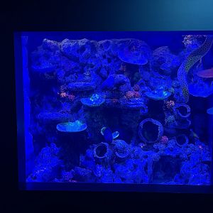 moray eel exhibit - BX Sea