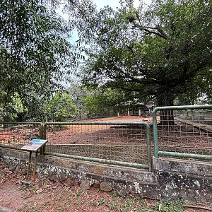 Bawean Deer Exhibit #1