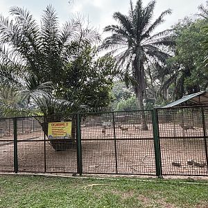 Javan Rusa Deer Exhibit #1