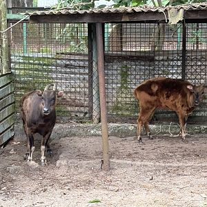 Lowland + Mountain Anoa