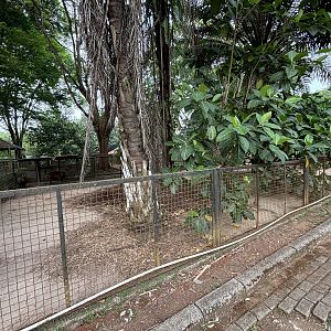 Lowland + Mountain Anoa Exhibit