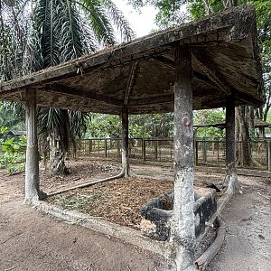 Lowland Anoa Exhibit #2