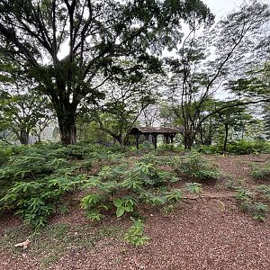 Javan Rusa Deer Exhibit #2