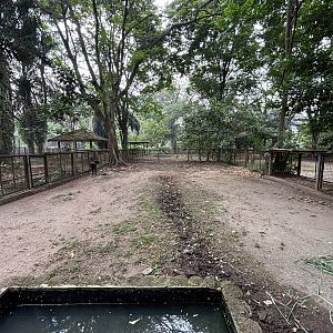 Lowland Anoa Exhibit #3